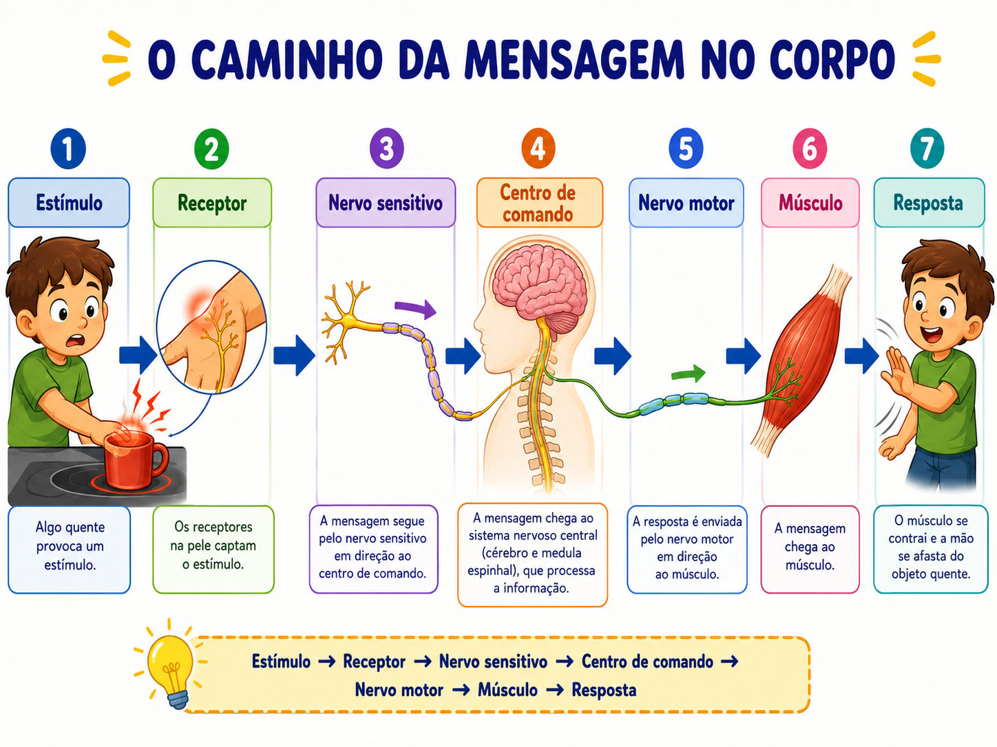 O caminho da mensagem no corpo: o estímulo chega ao receptor, segue pelo nervo sensitivo até o centro de comando, e volta pelo nervo motor até o músculo, que dá a resposta.