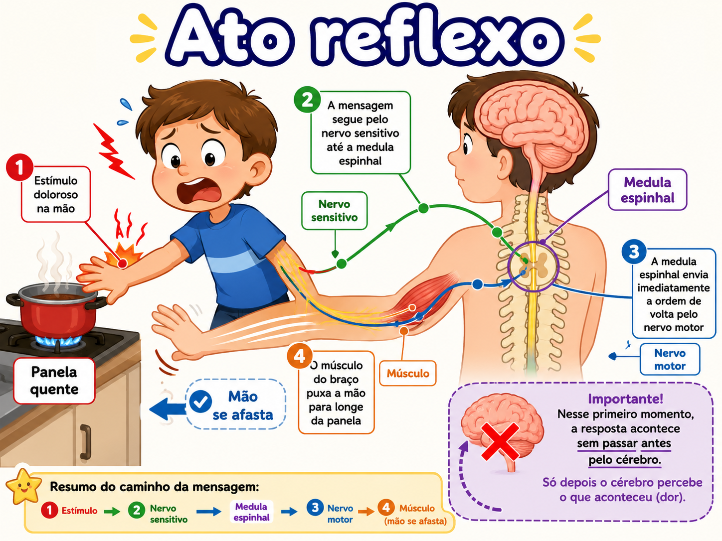 Ato reflexo: uma criança encosta a mão em uma panela quente e a mensagem vai pelo nervo até a medula espinhal, que manda a ordem de volta para o músculo puxar a mão, sem passar antes pelo cérebro.