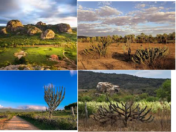 Paisagem seca da Caatinga com solo rachado, cactos, mandacarus e árvores baixas com galhos secos.