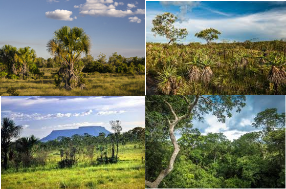 Paisagem do Cerrado com árvores baixas e retorcidas, gramíneas altas e algumas árvores maiores ao longo de um rio.