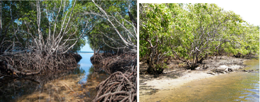 Manguezal com árvores de raízes para fora da lama e caranguejos na beira do rio perto do mar.