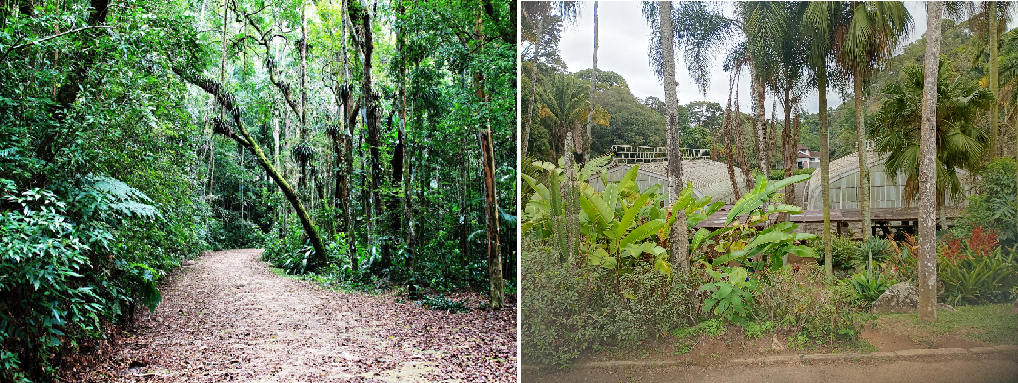 Mata Atlântica verde sobre montanhas descendo até o litoral, com o oceano ao fundo.