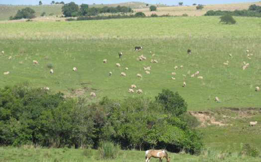 Campos abertos e planos do Pampa gaúcho, com grama baixa e poucas árvores até o horizonte.