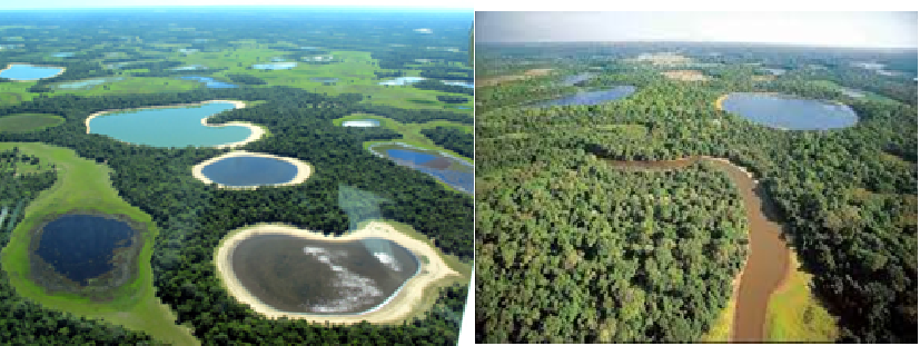 Planície alagada do Pantanal com jacaré, capivaras e aves em meio à água e à vegetação baixa.