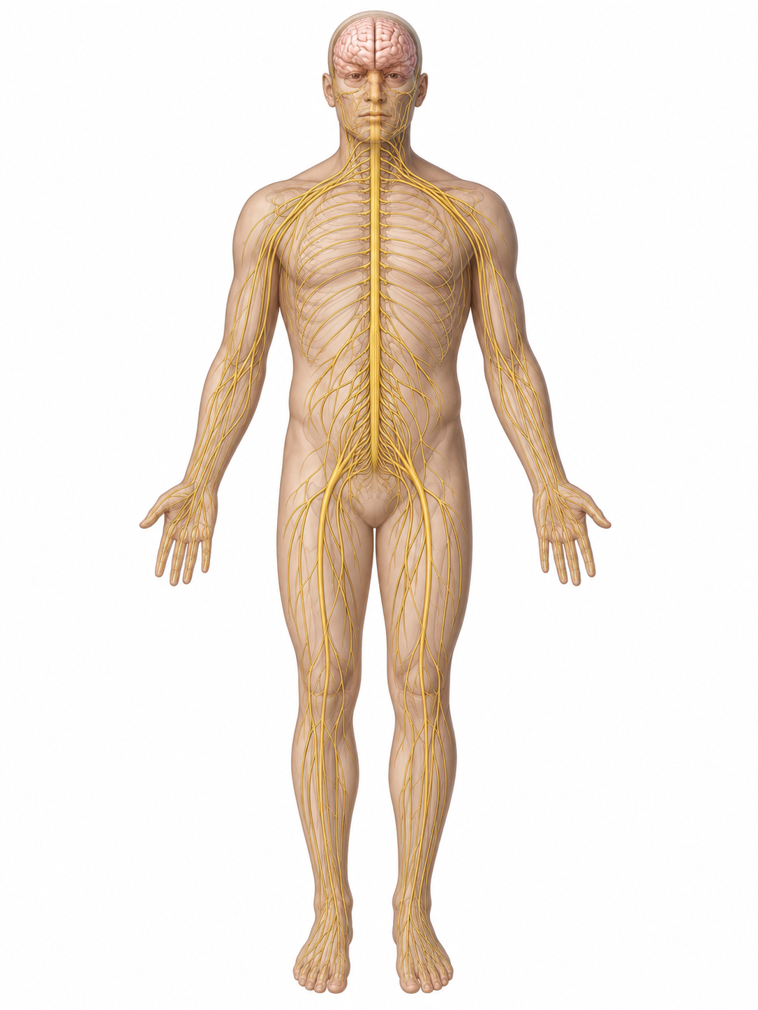 O sistema nervoso: o cérebro, a medula espinhal descendo pela coluna vertebral e a rede de nervos espalhada por todo o corpo.